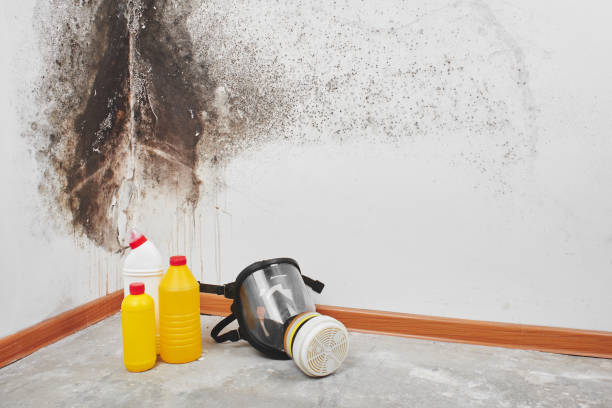 Best Health and Safety Mold Remediation in Colstrip, MT